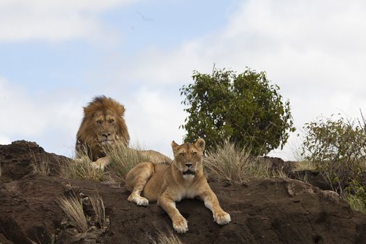 Male lion in the wilderness of Africa