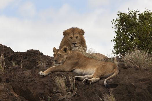 Male lion in the wilderness of Africa