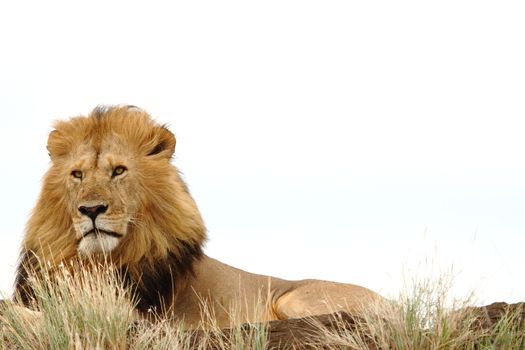 Male lion in the wilderness of Africa