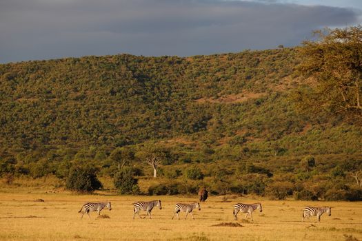 Zebras in the wilderness of Africa