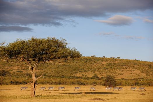 Zebras in the wilderness of Africa