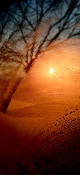 Abstract image of sunrise seen through foggy glass and textured tree.