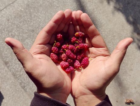 Holding fresh Mulberry right out of farm in hand in daylight