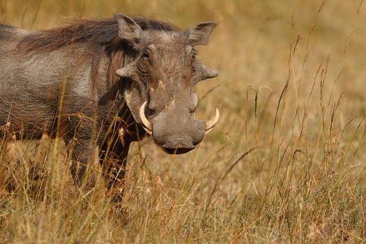 Warthog in the wilderness of Africa