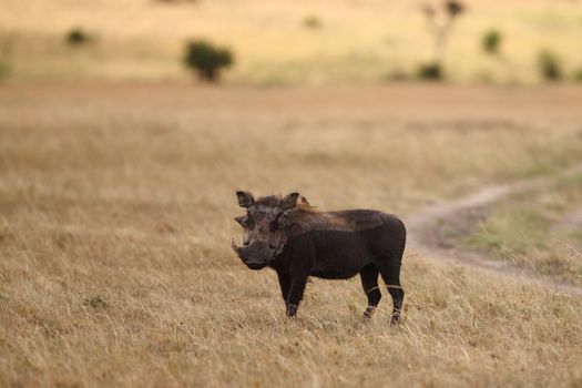 Warthog in the wilderness of Africa