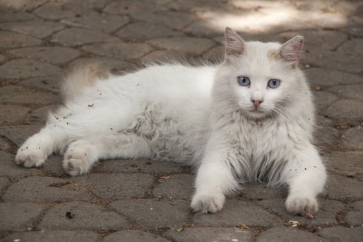 our lovely friends in nature are cats