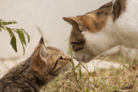 our lovely friends in nature are cats