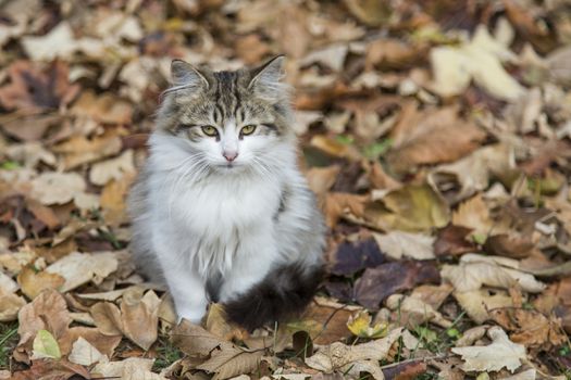 our lovely friends in nature are cats