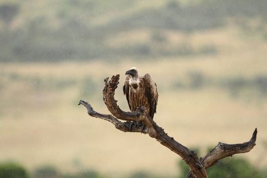 Vulture in the wilderness of Africa