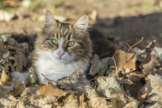 our lovely friends in nature are cats