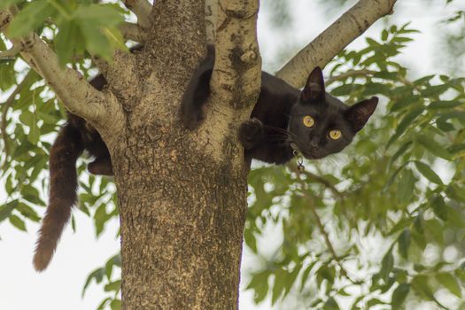 our lovely friends in nature are cats