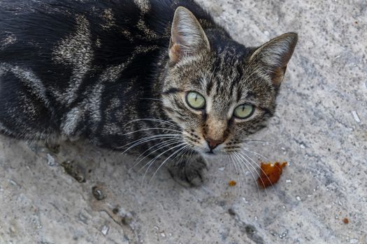 our lovely friends in nature are cats