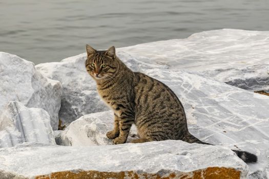 our lovely friends in nature are cats