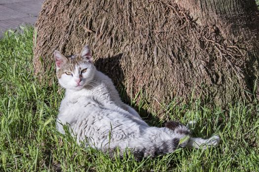 our lovely friends in nature are cats