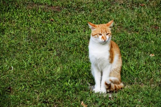 our lovely friends in nature are cats