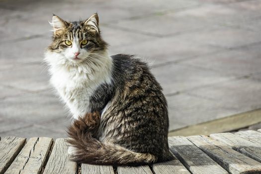 our lovely friends in nature are cats