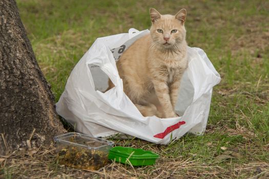 our lovely friends in nature are cats