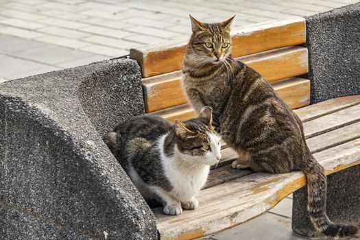 our lovely friends in nature are cats