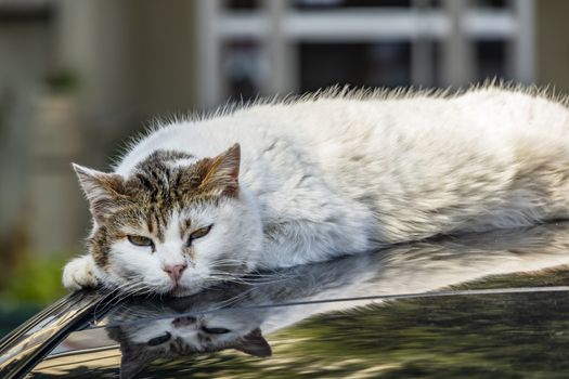 our lovely friends in nature are cats