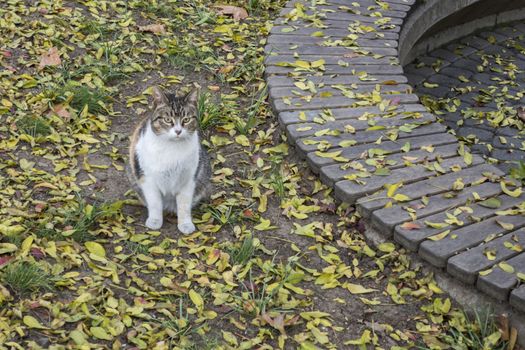 our lovely friends in nature are cats