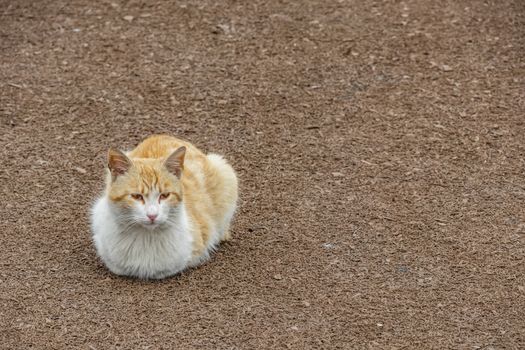 our lovely friends in nature are cats