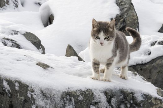 our lovely friends in nature are cats