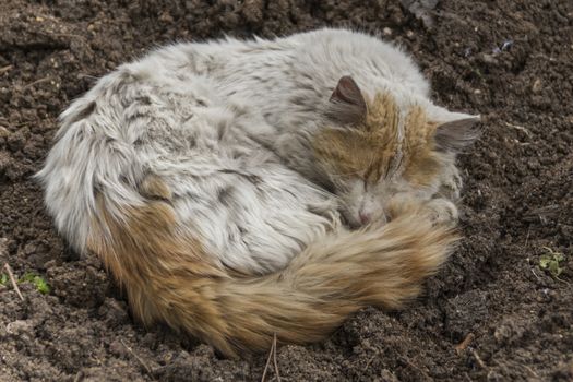 our lovely friends in nature are cats