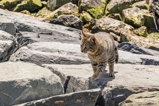 our lovely friends in nature are cats