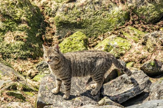 our lovely friends in nature are cats