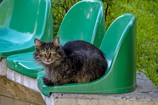 our lovely friends in nature are cats