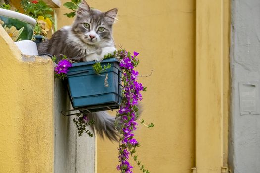 our lovely friends in nature are cats