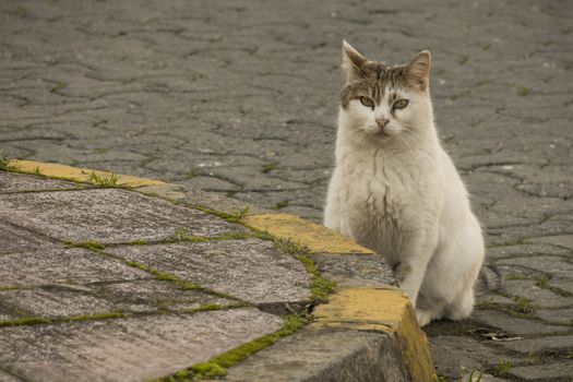 our lovely friends in nature are cats