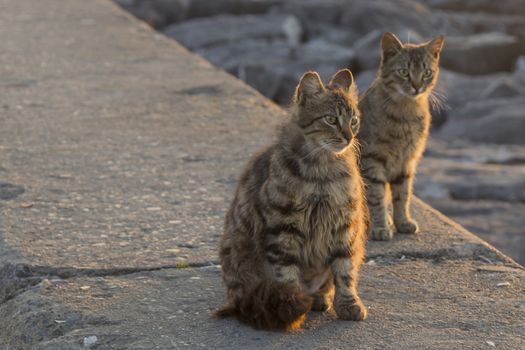 our lovely friends in nature are cats