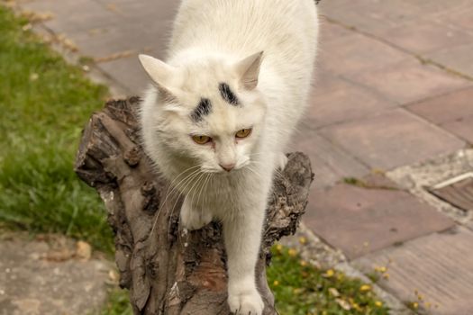 our lovely friends in nature are cats