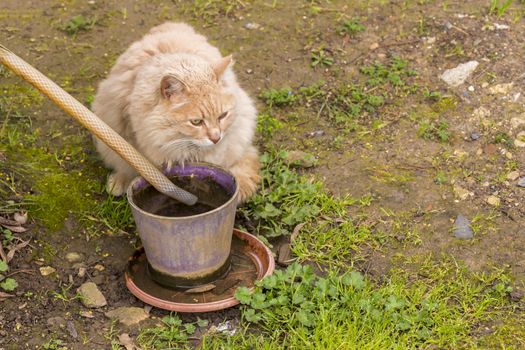 our lovely friends in nature are cats