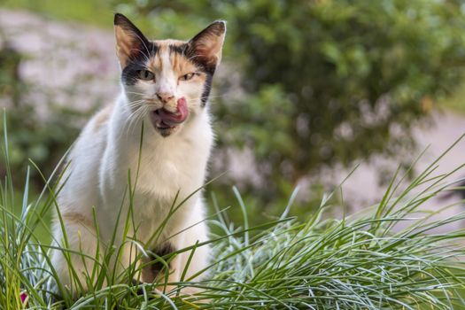 our lovely friends in nature are cats