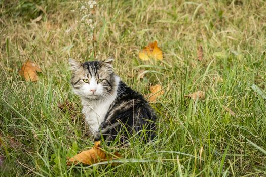 our lovely friends in nature are cats