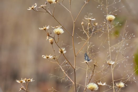 A tiny thorn-tree blue butterfly (Azanus moriqua) in natural African grassland, Rustenburg, South Africa