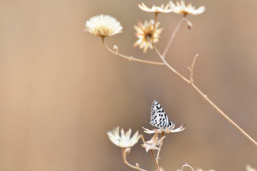 A thorn-tree blue butterfly (Azanus moriqua) sitting in grassland with soft background, Rustenburg, South Africa