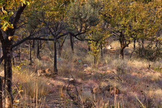 Bush tree covered hiking trail during early fall, Rustenburg, South Africa