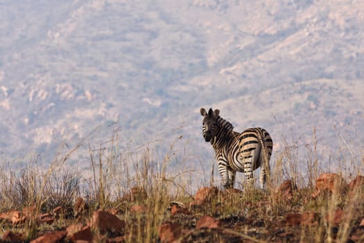 An African plains zebra (Equus quagga) in burnt grassland with surrounding mountainous terrain, Rustenburg, South Africa