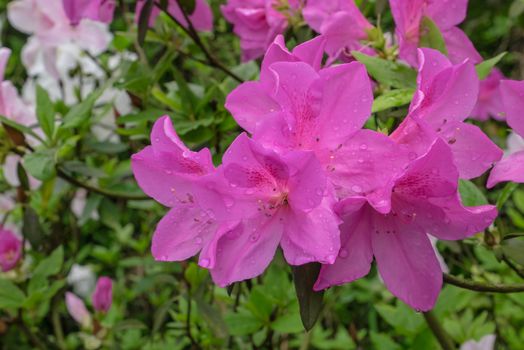 The close up of beautiful pink azalea flower plant in garden.