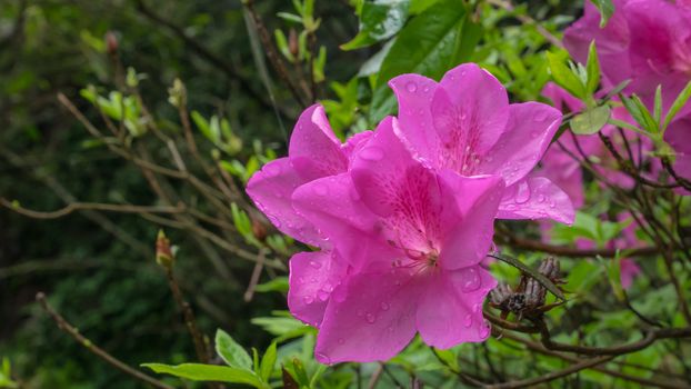 The close up of beautiful pink azalea flower plant in garden.