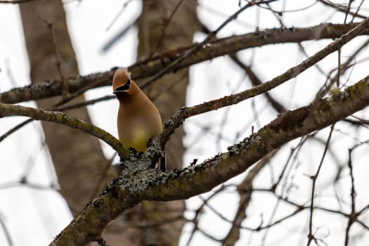 A cedar waxwing, a migratory bird in the order of songbirds, is perched on a branch of a bare tree.