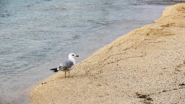 relaxing sea view in nature for background and wallpaper