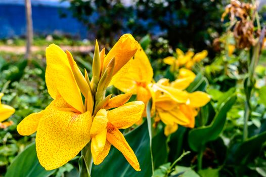 Mellow Yellow color Calla lily Arum-lily, herbaceous perennial Daisy flowering plants in full bloom in summer. Fragrant lemon yellow flowers at ends of branch in flower garden late spring to mid fall.