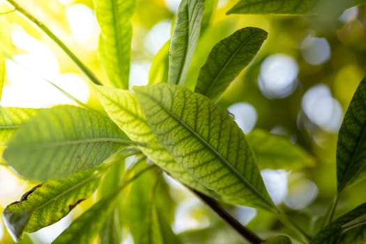 Close Up green leaf under sunlight in the garden. Natural background with copy space.