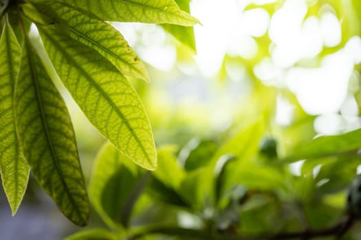 Close Up green leaf under sunlight in the garden. Natural background with copy space.