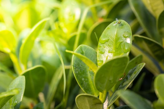 Close Up green leaf under sunlight in the garden. Natural background with copy space.