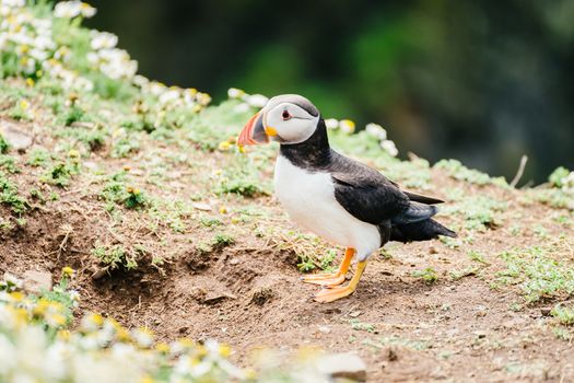 Atlantic Puffin standing on the cliffs of Skomer Island in Pembrokeshire, West Wales UK - side view.